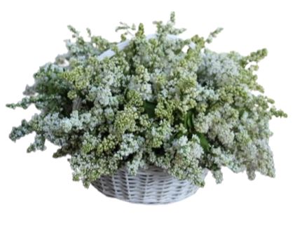 Amazing White Lilac in Basket