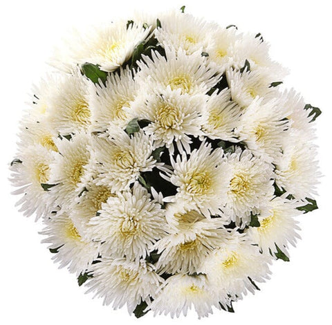 Anastasia White Chrysanthemum Bouquet