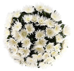 Anastasia White Chrysanthemum Bouquet