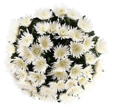 Anastasia White Chrysanthemum Bouquet