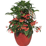 Ardisia Crenata in Ceramic Pot - Flowers Box London