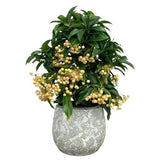 Ardisia Crenata in Ceramic Pot - Flowers Box London