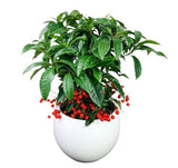 Ardisia Crenata in Ceramic Pot - Flowers Box London