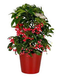 Ardisia Crenata in Ceramic Pot - Flowers Box London