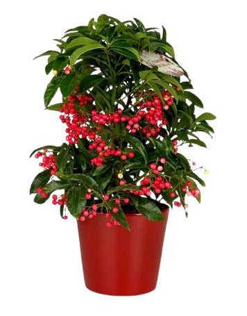 Ardisia Crenata in Ceramic Pot - Flowers Box London