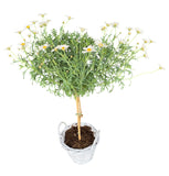 Argyrathemum Daisy Tree in Rattan Basket - Flowers Box London