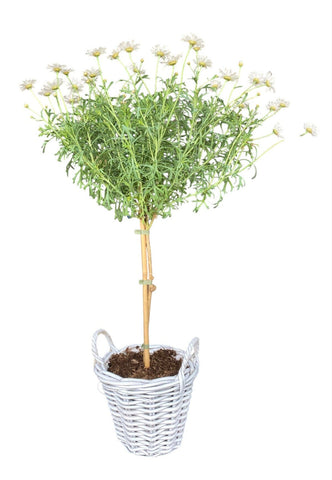Argyrathemum Daisy Tree in Rattan Basket
