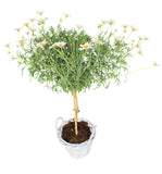 Argyrathemum Daisy Tree in Rattan Basket - Flowers Box London