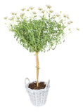 Argyrathemum Daisy Tree in Rattan Basket - Flowers Box London