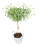 Argyrathemum Daisy Tree in Rattan Basket - Flowers Box London