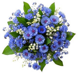 Aromatic Bouquet of Convallaria in Blue