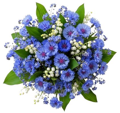 Aromatic Bouquet of Convallaria in Blue