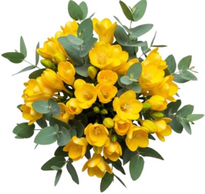 Aromatic Bouquet of Freesias and Eucalyptus