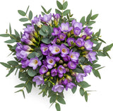 Aromatic Bouquet of Freesias and Eucalyptus