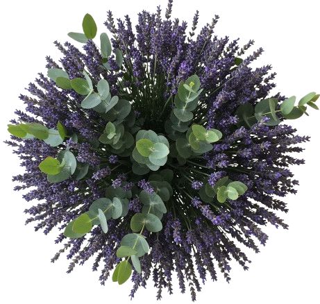 Aromatic Bouquet of Lavender and Eucalyptus