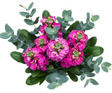 Aromatic Bouquet of Stock and Eucalyptus - Flowers Box London