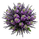 Aromatic Bouquet of Stocks an Lavender - Flowers Box London
