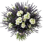 Aromatic Bouquet of Stocks an Lavender - Flowers Box London