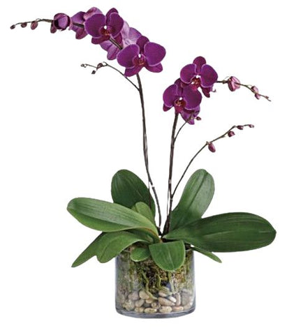 Arrangement of Phalaenopsis Orchids In Glass Tank Pot