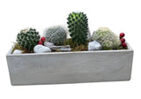 Assorted Cacti in Rectangular Cement Pot