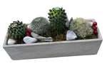 Assorted Cacti in Rectangular Cement Pot