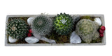 Assorted Cacti in Rectangular Cement Pot - Flowers Box London