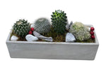 Assorted Cacti in Rectangular Cement Pot