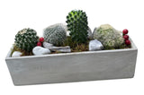 Assorted Cacti in Rectangular Cement Pot - Flowers Box London