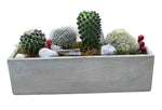 Assorted Cacti in Rectangular Cement Pot