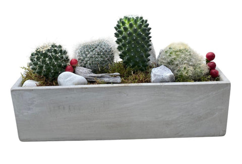 Assorted Cacti in Rectangular Cement Pot