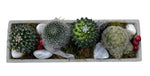 Assorted Cacti in Rectangular Cement Pot