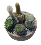Assorted Cactus in Ceramic Bowl - Flowers Box London