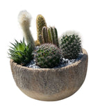 Assorted Cactus in Ceramic Bowl - Flowers Box London