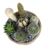 Assorted Cactus in Ceramic Bowl - Flowers Box London