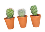 Assorted Cactus Trio Terracota Pot - Flowers Box London