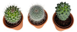Assorted Cactus Trio Terracota Pot - Flowers Box London