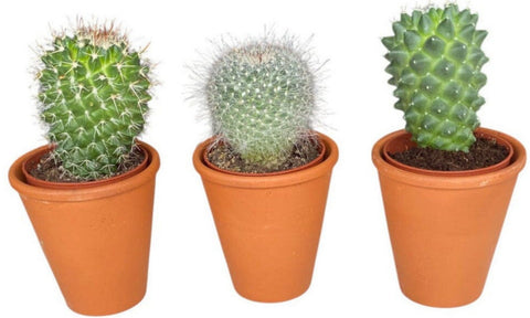 Assorted Cactus Trio Terracota Pot