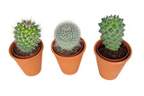 Assorted Cactus Trio Terracota Pot - Flowers Box London