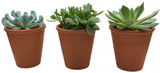 Assorted Succulent Trio Terracota Pot - Flowers Box London