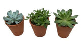 Assorted Succulent Trio Terracota Pot - Flowers Box London