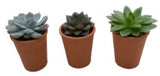 Assorted Succulent Trio Terracota Pot - Flowers Box London