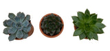Assorted Succulent Trio Terracota Pot - Flowers Box London