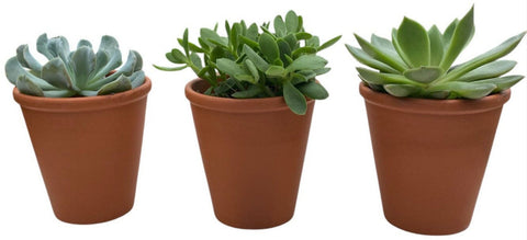 Assorted Succulent Trio Terracota Pot