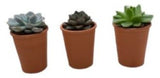 Assorted Succulent Trio Terracota Pot - Flowers Box London