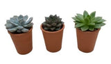 Assorted Succulent Trio Terracota Pot - Flowers Box London