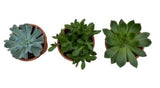 Assorted Succulent Trio Terracota Pot - Flowers Box London