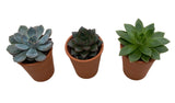 Assorted Succulent Trio Terracota Pot - Flowers Box London