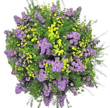 Aster with Tanacetum Bouquet