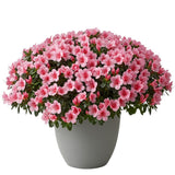 Azalea Plant Ceramic Pot - Flowers Box London