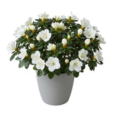 Azalea Plant Ceramic Pot - Flowers Box London